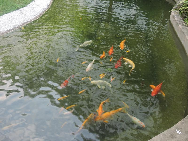 The Millen Penang, Autograph Collection Hotell George Town Eksteriør bilde Koi in a pond