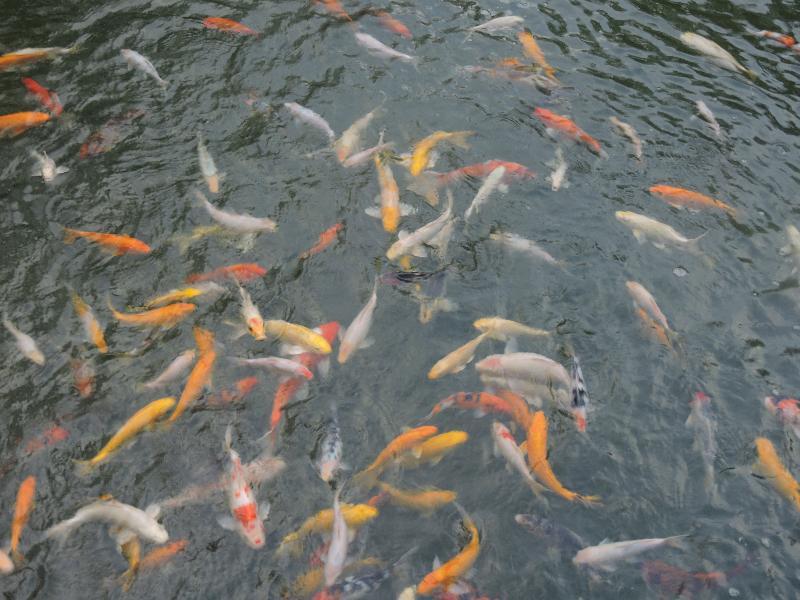 The Millen Penang, Autograph Collection Hotell George Town Eksteriør bilde Goldfish